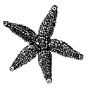 Starfish - Click Image to Close