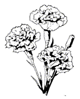 Carnation - Click Image to Close