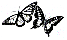 Double Butterflies - Click Image to Close