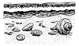Shells on Beach - Click Image to Close