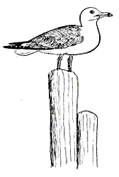 Large Gull on Post - Click Image to Close