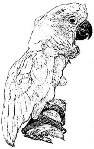 Moluccan Cockatoo - Click Image to Close