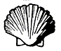 Lined Scallop