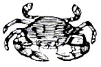 Lined Crab - Click Image to Close