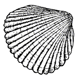 Great Heart Cockle