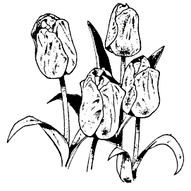 Tulip Cluster