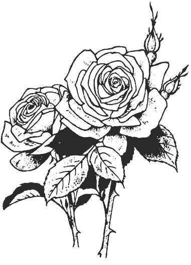 Large Rose