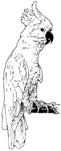 Sulphur Crested Cockatoo - Click Image to Close